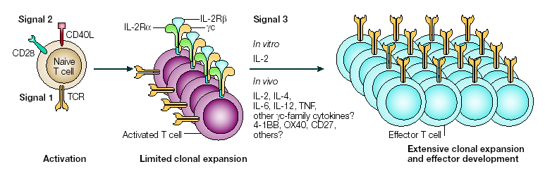Azione Biologica IL-2 [1] Fattore di crescita per i