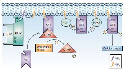 Una di queste è la serin/treonin chinasi AKT (nota anche come PKB) che rappresenta il principale target del PIP3. (Figura 5) Figura 5: Attivazione e regolazione dell attività dell AKT.