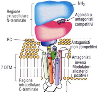 Recettori glutamatergici NON NMDA Ionotropici permeabili a Na+ e K+ Sono attivati senza bisogno di un potenziale d azione.