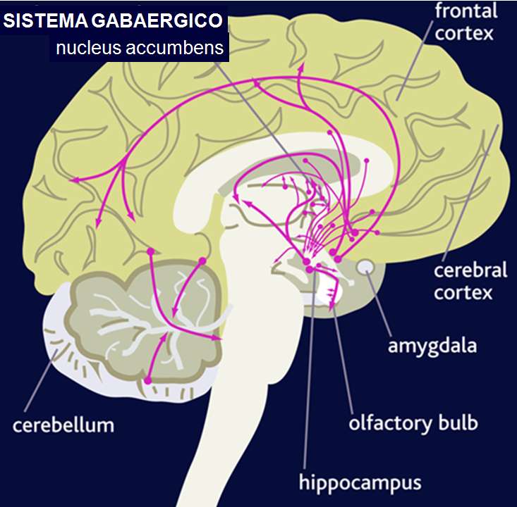 Corteccia frontale, sensitiva e motoria Nuclei della base e cervelletto Sistema limbico Midollo e fibre afferenti sensitive Interneuroni inibitori Funzioni gabaergiche: Modulazione della eccitabilità