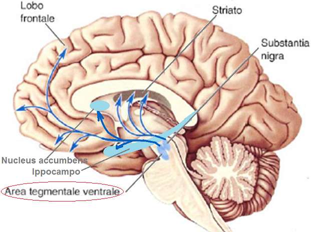 Sistema dopaminergico Effetti periferici Dopamina Basse concentrazioni recettori D1 vasodilatazione renale, mesenterica, coronarica Maggiori concentrazioni recettori 1 azione inotropa positiva Alte