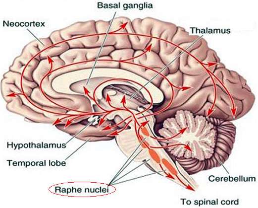 Sistema serotoninergico Depressione Disturbi d ansia Disturbi del sonno Schizofrenia Autismo Disturbi dell attenzione Attacchi di emicrania Dolore cronico Eiaculazione precoce Modulazione percezione