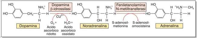 Noradrenalina e recettori Noradrenalina e Adrenalina Catecolamine.