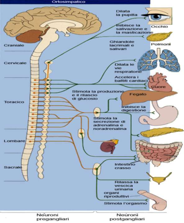 Effetti -adrenergici: midriasi ( 1) vasocostrizione negli organi viscerali (ad eccezione del fegato) glicogenolisi nel fegato ( 1) lipolisi nel tessuto adiposo ( 2) secrezione di insulina ( 2)