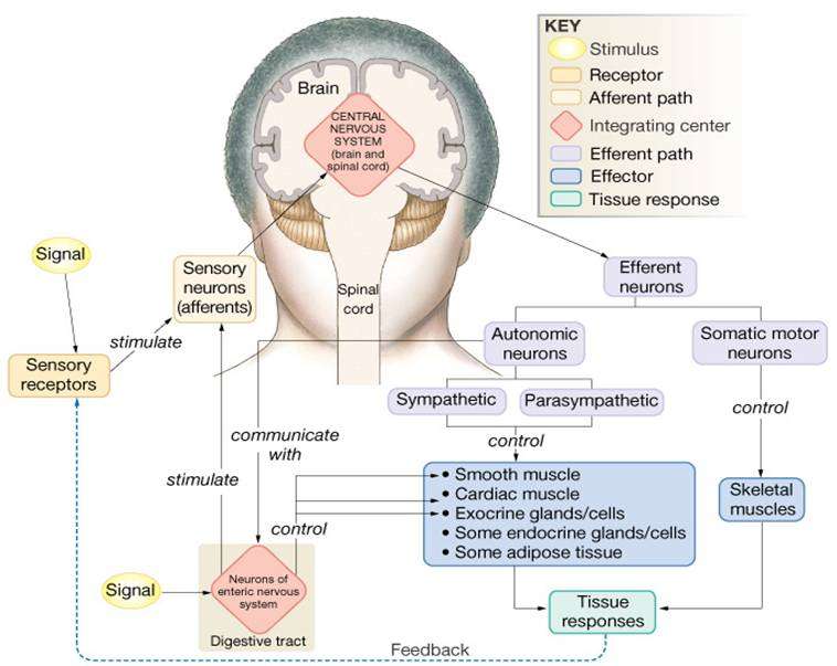 Il Sistema nervoso come rete neuronale:
