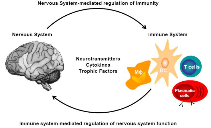 Neuromediatori, sistema nervoso e sistema immunitario Anche i linfociti T attivati rilasciano acetil-colina con azione locale di aumento delle secrezioni, nausea, vomito e diarrea, aumento della