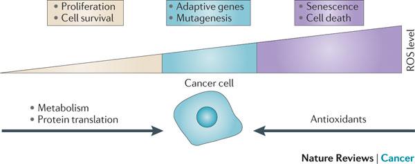 Figura 7 della tesi: Ruolo dei ROS nella cancerogenesi. I ROS possono attivare diverse vie di trasduzione del segnale e alcuni fattori di trascrizione coinvolti nella cancerogenesi. (Cairns et al.