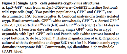 Una singla cellula Lgr5 positiva genera strutture cripte-villi