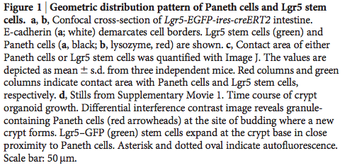 paneth e  Lgr5