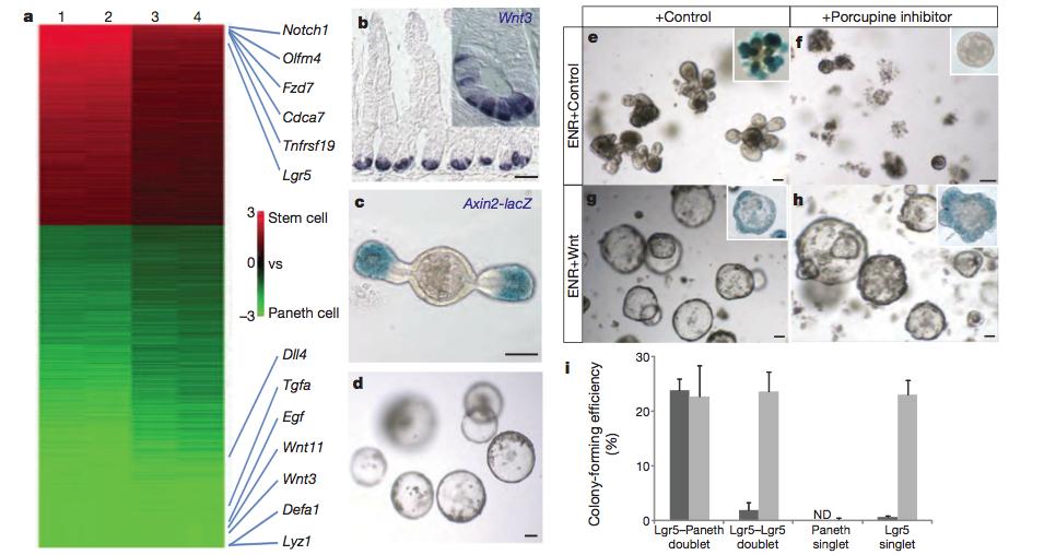 Paneth cells