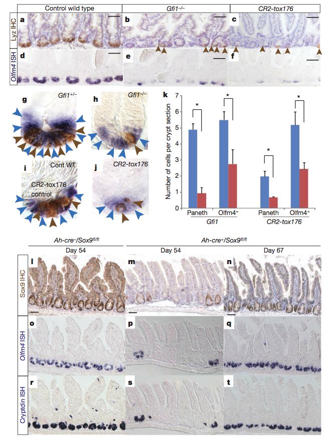 Le cellule di