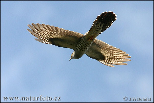CUCULO (Cuculus canorus) - Cuckoo Famiglia: Cuculidi È lungo 30-34 cm, ha un apertura alare di 55-60 cm e pesa poco più di un centinaio di grammi.