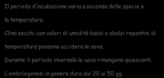 Il numero di uova dipende dall abbondanza del pasto e dalle dimensioni della zecca (1000-15000 uova) Durante questo processo la femmina depone le uova in massa di fronte a lei