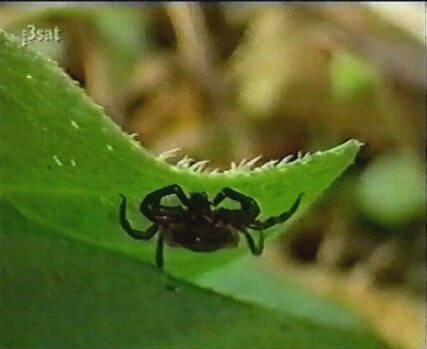 Nella seconda modalità le zecche non attendono l ospite ma lo ricercano attivamente. Esse escono dal loro habitat e si dirigono verso i loro ospiti quando questi si trovano nelle vicinanze.