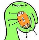 La struttura di un OVULO maturo varia considerevolmente nei vari taxa delle spermatofite, tuttavia come schema strutturale può essere adottato il seguente.