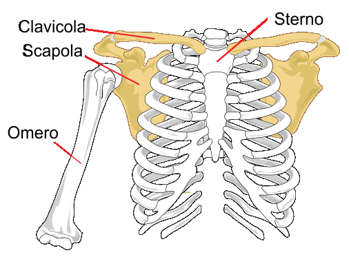 OSSA DEGLI ARTI SUPERIORI Lo scheletro dell arto superiore comprende: OSSA DELLA SPALLA OD OSSA DEL CINTO SCAPOLARE, che sono rappresentate dalla clavicola anteriormente e dalla scapola