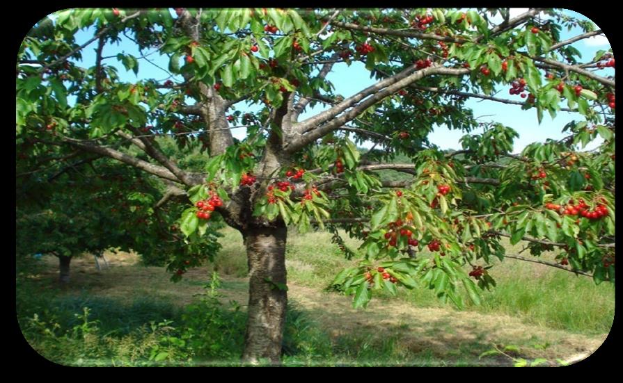 Oppure si raccoglievano frutti dalle piante o dall orto, per chi ne possedeva