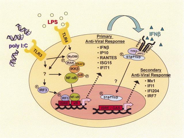 N Fold RISULTATI: Espressione di geni delle risposte immuni innate e adattative TLR 4 detects