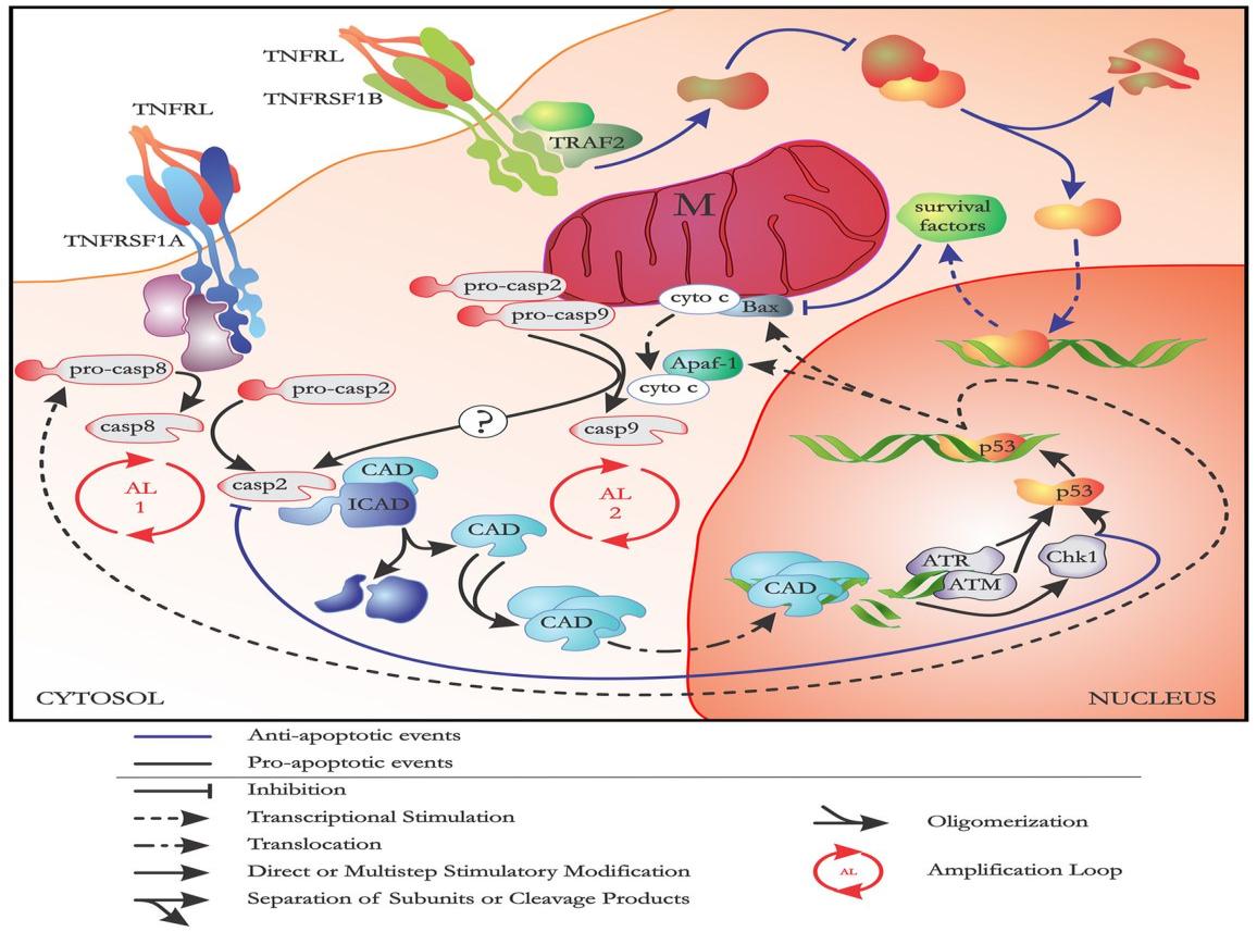 N Fold RISULTATI: Espressione di geni delle risposte immuni innate e adattative Tumor Necrosis Factor Receptor SuperFamily