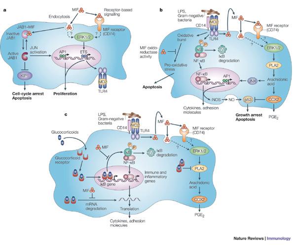 N Fold RISULTATI: Espressione di geni delle risposte immuni innate e adattative MIF is a pivotal regulator of innate immunity and is an integral component of the