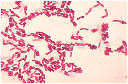 Bacillus coagulans È un microrganismo Gram-positivo,