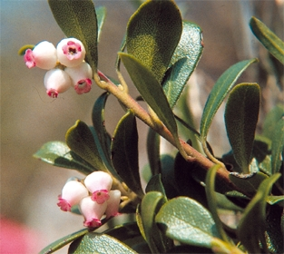 UVA ORSINA PARTE UTILIZZATA: foglie.