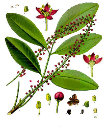PILOCARPUS JABORANDI PARTE UTILIZZATA: foglie di diverse specie di Pilocarpus.