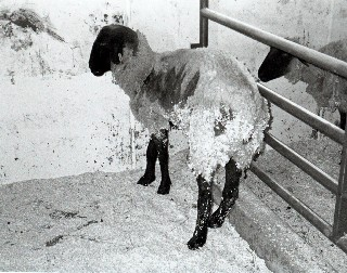 Le encefalopatie spongiformi sono trasmissibili Scrapie: è stata la prima encefalopatia spongiforme di cui è stata dimostrata l infettività, manifestatasi nelle greggi di pecore (1936).