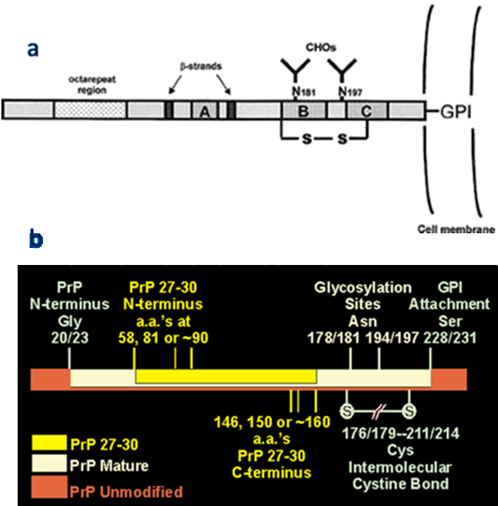 A livello del terminale carbossilico è presente un ancora di glicolipidi (GPI: glicosilfosfatidilinositolo Fig. 7), e non sempre, una o due catene laterali oligosaccaridiche.