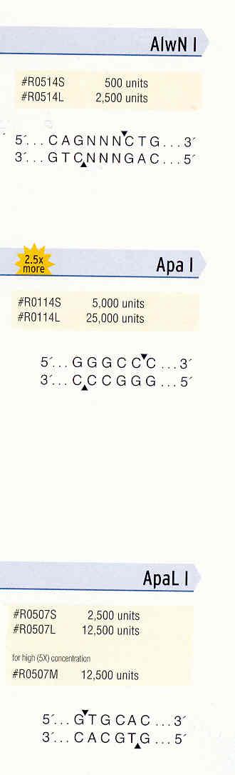 ENDONUCLEASI DI RESTRIZIONE Alcuni esempi: 1 sono enzimi prodotti solo dai batteri 2 riconoscono sul DNA sequenze