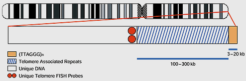 OGNI TELOMERO CONTIENE DA 3 A 20 KB DI SEQUENZE RIPETUTE ( TTAGGG) n LE TELOMERE ASSOCIATED REPEATS (TAR) SONO IMMEDIATAMENTE PROSSIMALI ALLE