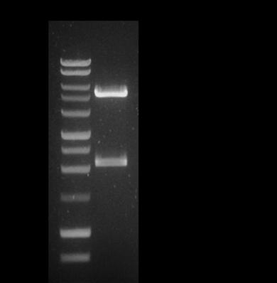 RISULTATI Sia il frammento amplificato che il vettore plasmidico sono stati digeriti con gli enzimi Hind III e Xho I e purificati direttamente su colonna (PCR preps DNA purification kit - Promega).