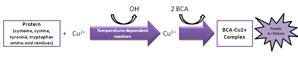 Metodo di Lowrye BCA. Consiste nel far seguire la reazione del biureto dalla riduzione, in condizioni alcaline, del reagente di Foling-Ciocalteau (una miscela di fosfomolibdato e fosfotungstato).