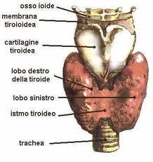 Spesso è presente un lobo accessorio piramidale, che può essere la continuazione dell istmo o di uno dei lobi laterali e che si estende in alto al davanti della laringe, detta PRAMDE DEL MORGAGN o