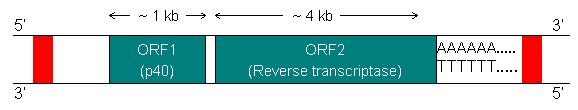 LINEs:long interspersed nuclear elements promotore Pol II RNA binding anche endonucleasi ripetizioni dirette Gli elementi LINEs o trasposoni non-ltr hanno una lunghezza di circa 6-7kb, contengono un