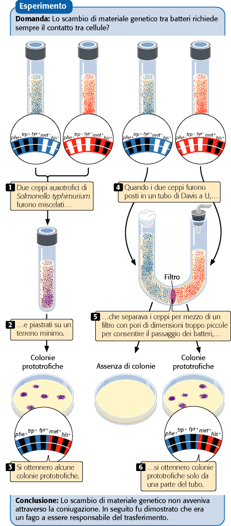 Esperimento di Lederberg e Zinder Pierce,
