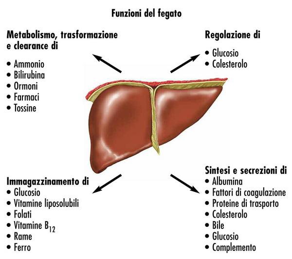 svolge un ruolo fondamentale nel metabolismo e permette: la conversione dei prodotti della digestione negli elementi necessari per la vita e per la crescita, tanto da determinare