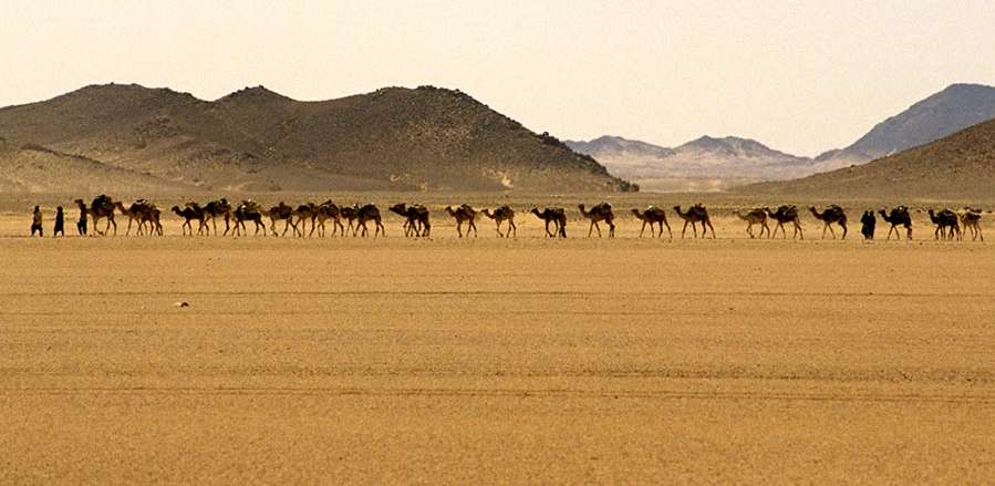 25 Deserto nubiano Mandria di dromedari diretta in Egitto,