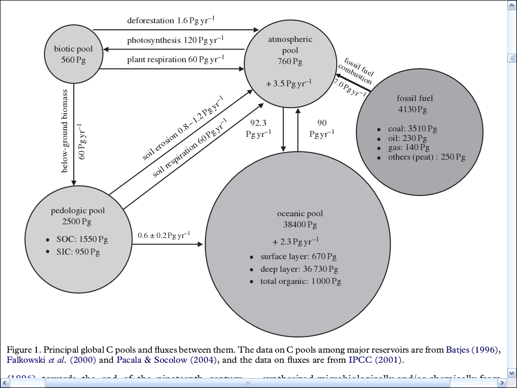 Il ciclo globale del carbonio Flussi di carbonio tra i comparti dell ecosfera.