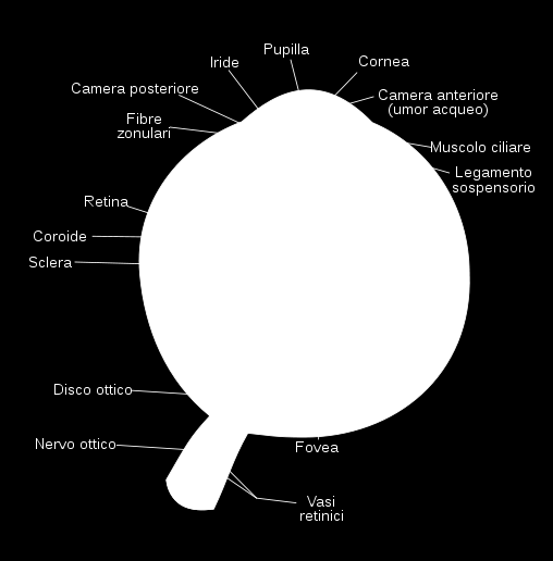 18 Figura 11.11: Anatomia di un occhio umano. all incirca d 0 =25 cm e diventa sempre maggiore con l età (un bambino di 10 anni ha una distanza di visione distinta di 7 cm).