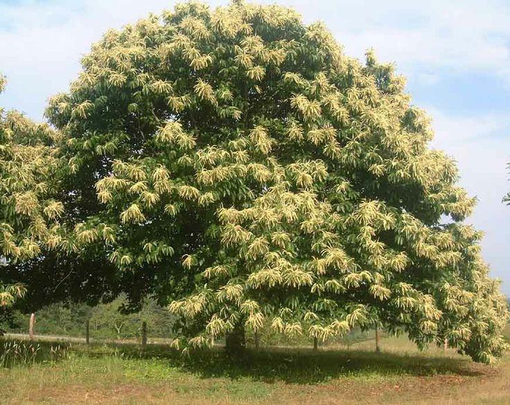 FOGLIE FERSA OIDIO CINIPIDE FRUTTI TORTRICI BALANINO MARCIUMI CORTECCIA E TRONCO