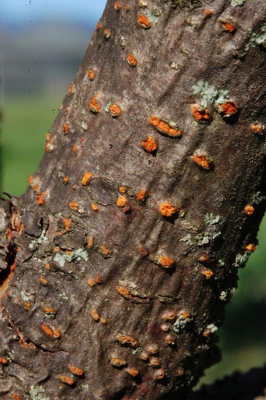 CORTECCIA E TRONCHI Il fungo si riproduce formando sulle aree morte pustole arancioni.
