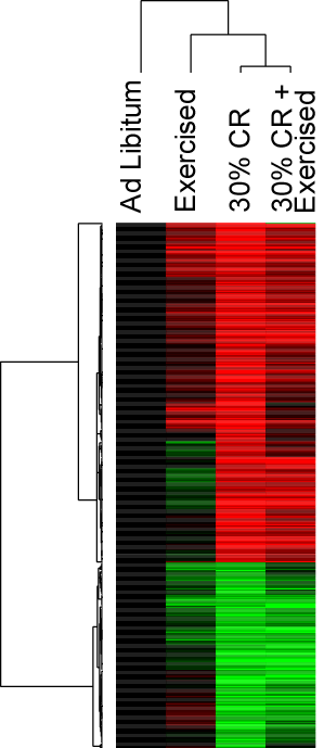 Heat map of genes for which CR significantly