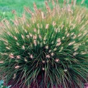 Pennisetum sole