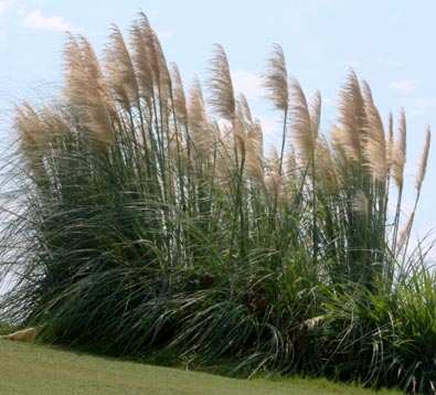 Taglia Le graminacee ornamentali possono essere di