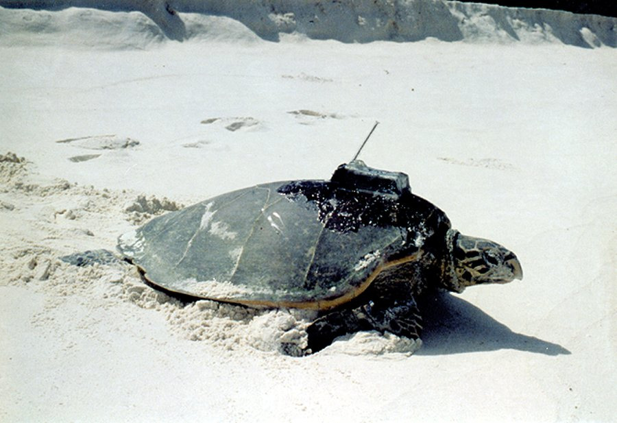 Hawksbill turtle (Eretmochelys imbricata)