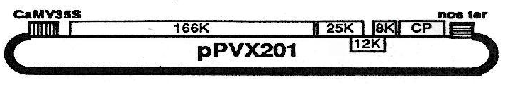 3.1.7.4 ppvx201 Fig. 28: Diagramma con le principali caratteristiche del vettore ppvx201(descritte nel testo). Il vettore ppvx201 (Fig.