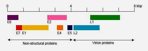 Il capside virale che circonda il core nucleo-proteico, è costituito da una proteina capsidica maggiore e da una minore, chiamate rispettivamente L1 ed L2.