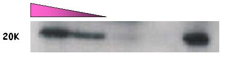 1 2 3 4 5 6 Fig. 54c: Immunoblotting dei lisati immunoprecipitati (pab α- PVX) 1) I.P. lisato HEK wt 2) CTRL (-) I.P. 3) Flow through I.P. lisato HEK/E7GGG-CP 4) I.P. His 6 E7GGG E. coli 5) I.P. lisato HEK/E7GGG-CP 6) I.