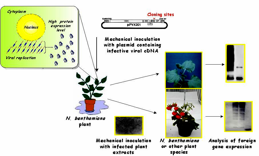 transiente in pianta (Chapman et al., 1992).